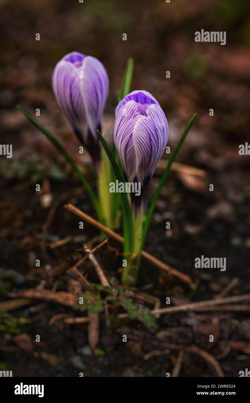Fiori viola e bianchi con petali aperti a terra Foto Stock