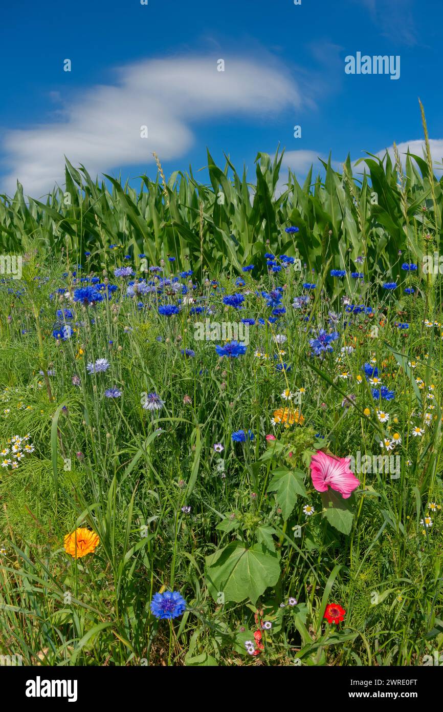 Prato di fiori selvatici, striscia di fiori contro il cielo blu, striscia di fiori habitat, striscia di fiori davanti al campo di mais Foto Stock