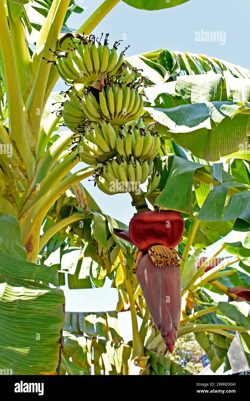 Mazzo di banane verdi sull'albero a Ribeirao Preto, San Paolo, Brasile Foto Stock