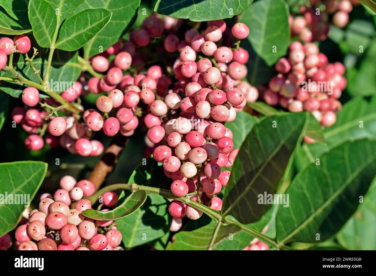 Frutti di peperone brasiliani (Schinus terebinthifolius) Foto Stock