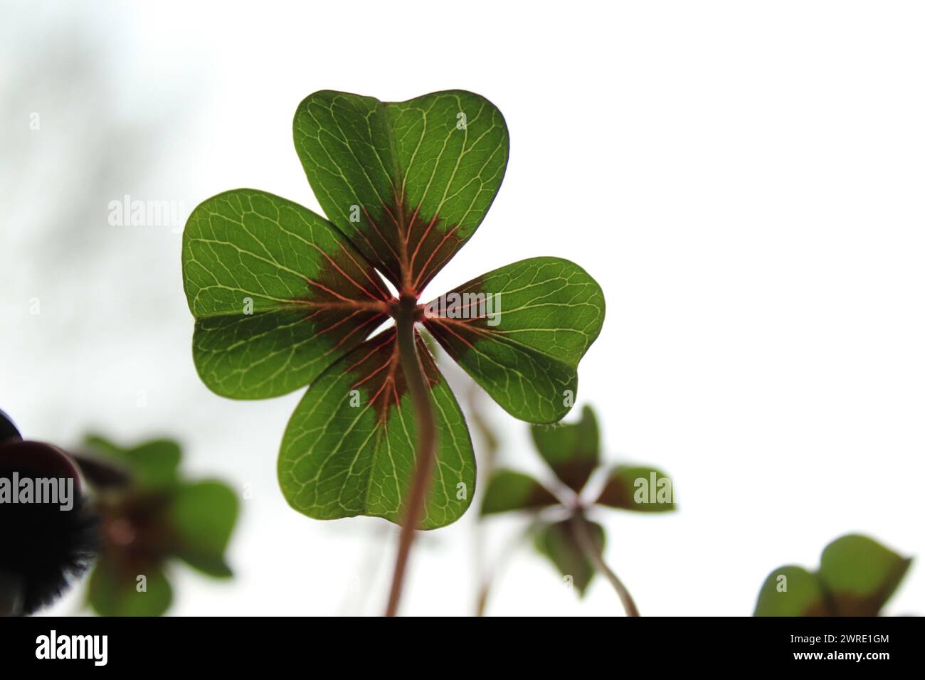 Lucky Clover Foto Stock