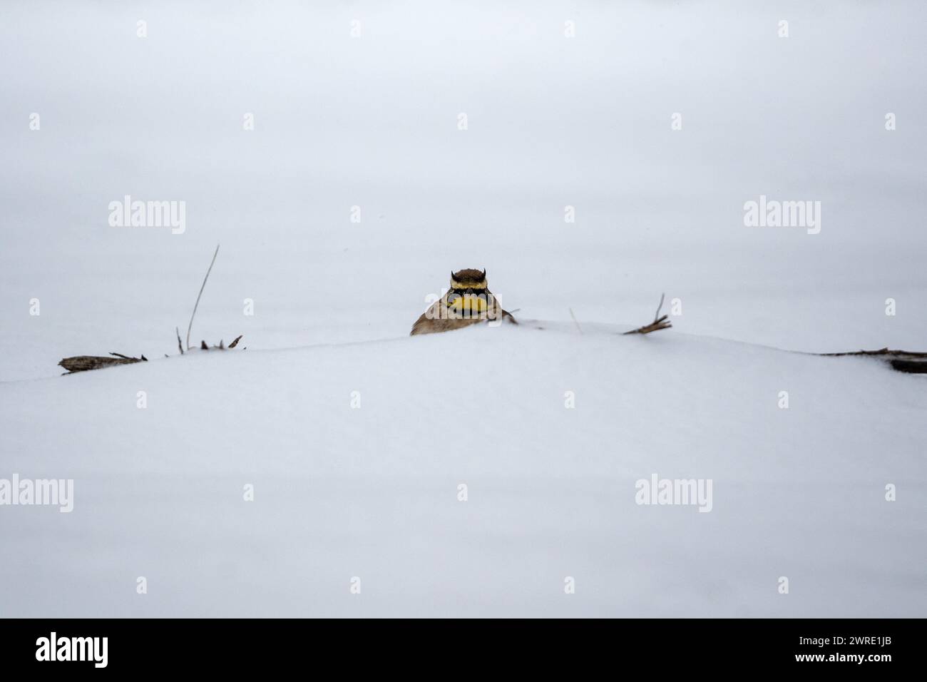 Un piccolo cucciolo di orso con una borsa in un ambiente innevato Foto Stock