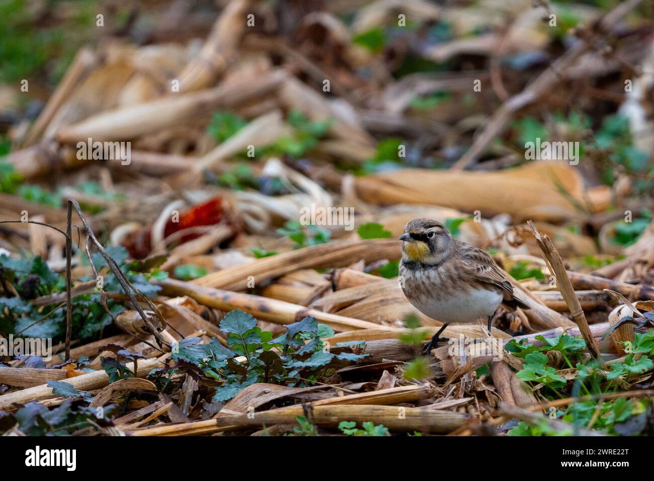 Un uccello marrone e bianco con una testa marrone arroccata su erba secca Foto Stock