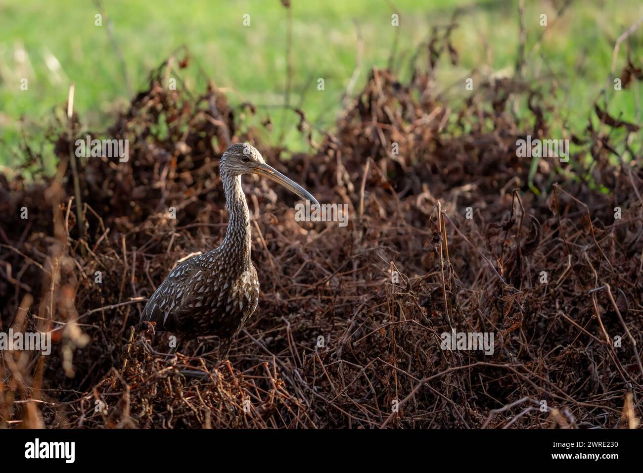 Un uccello arroccato in una spazzola vicino all'acqua Foto Stock