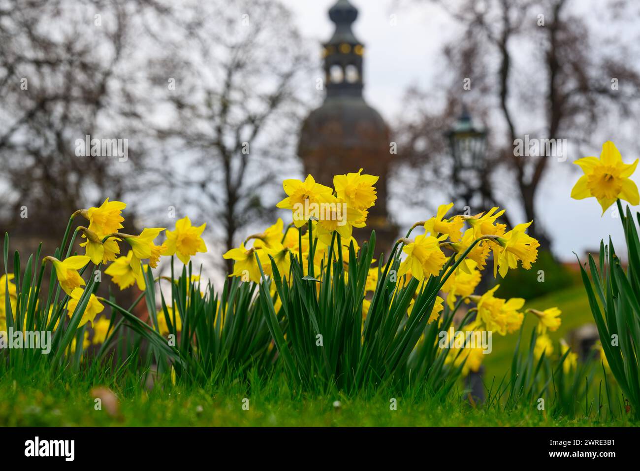 Dresda, Germania. 12 marzo 2024. I narcisi, noti anche come narcisi, fioriscono nella città vecchia presso lo stagno Zwingerteich di fronte alla torre Hausmannsturm. Crediti: Robert Michael/dpa/ZB/dpa/Alamy Live News Foto Stock