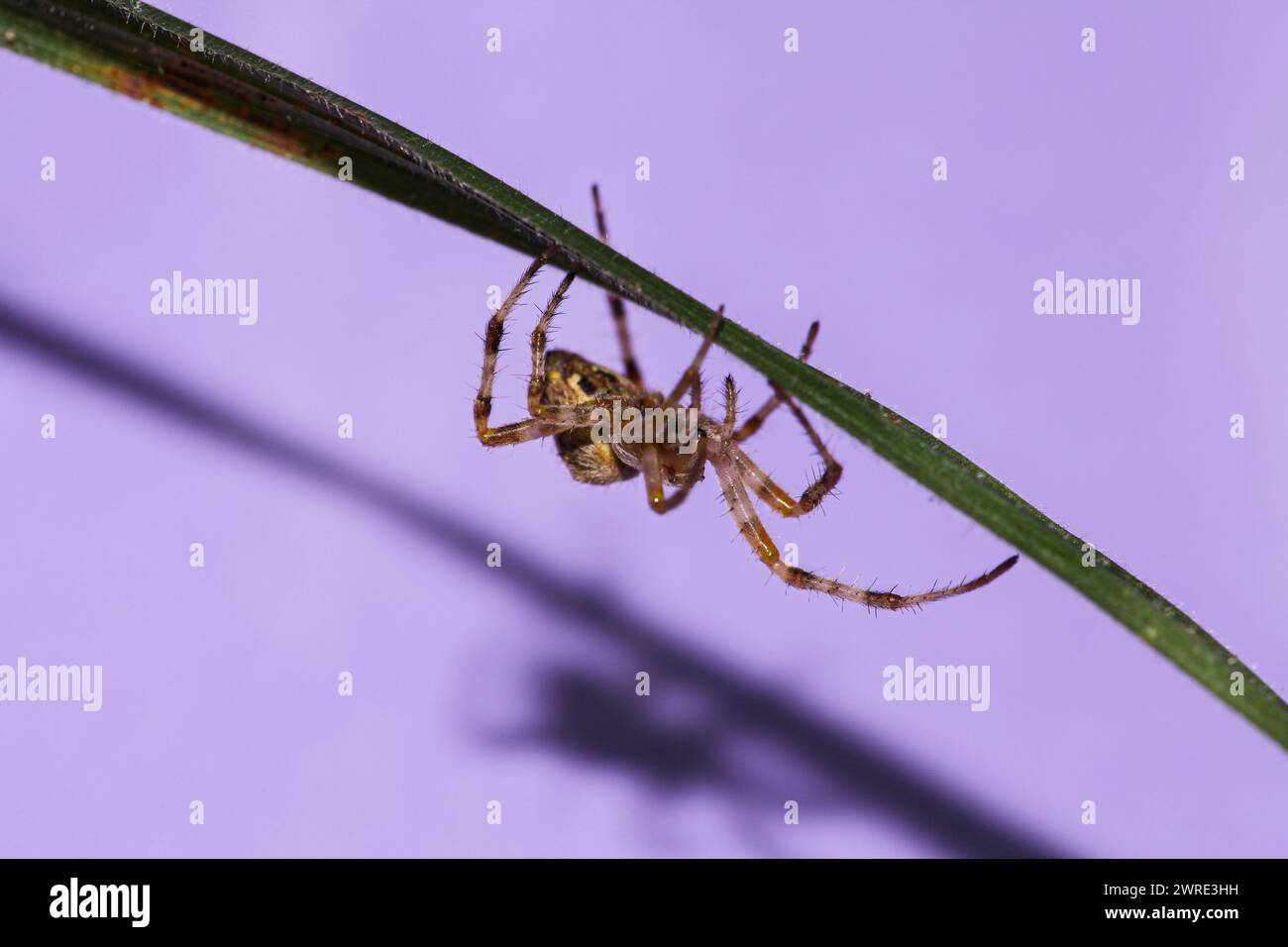 L'immagine su sfondo viola con una bellissima specie di ragno chiamata Araneus diadematus. Foto di alta qualità Foto Stock