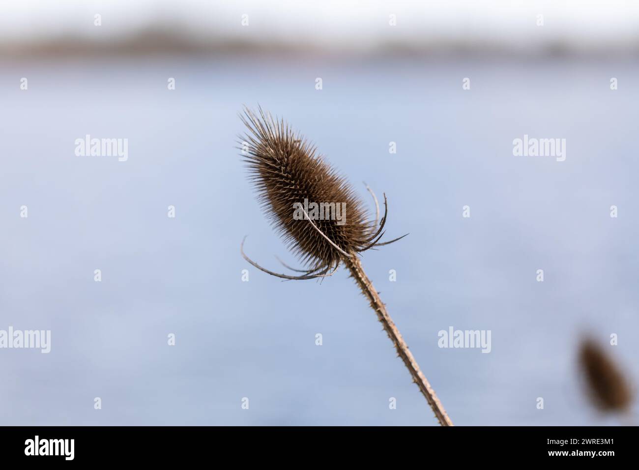 Una testa di seme marrone di Teasel, Dipsacus fullonum closeup a fine inverno. Foto Stock