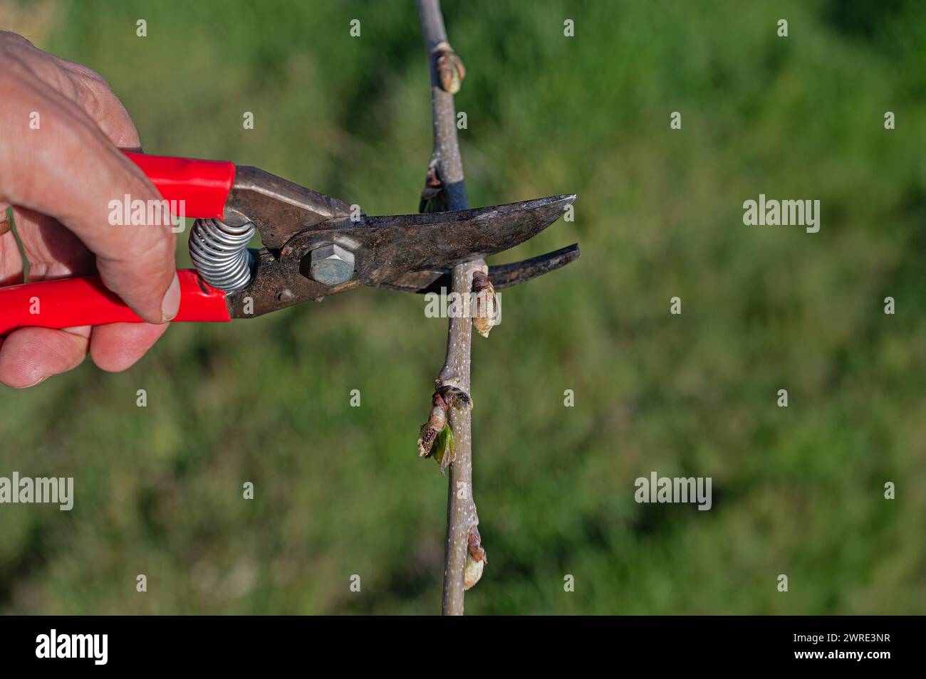 Un uomo sta potando un albero con un paio di forbici. Foto Stock