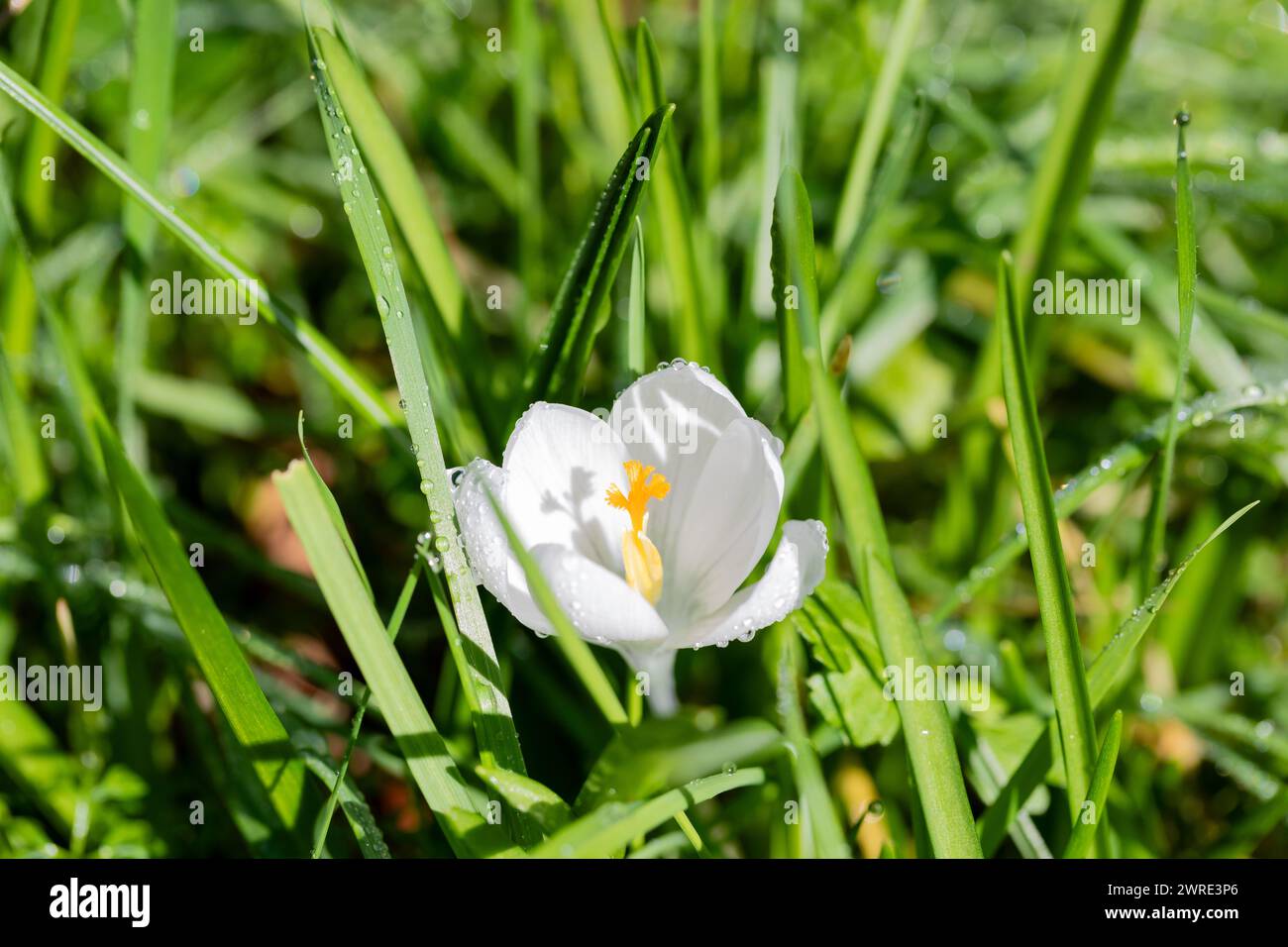 Fiore di Crocus bianco a fine inverno. Foto Stock
