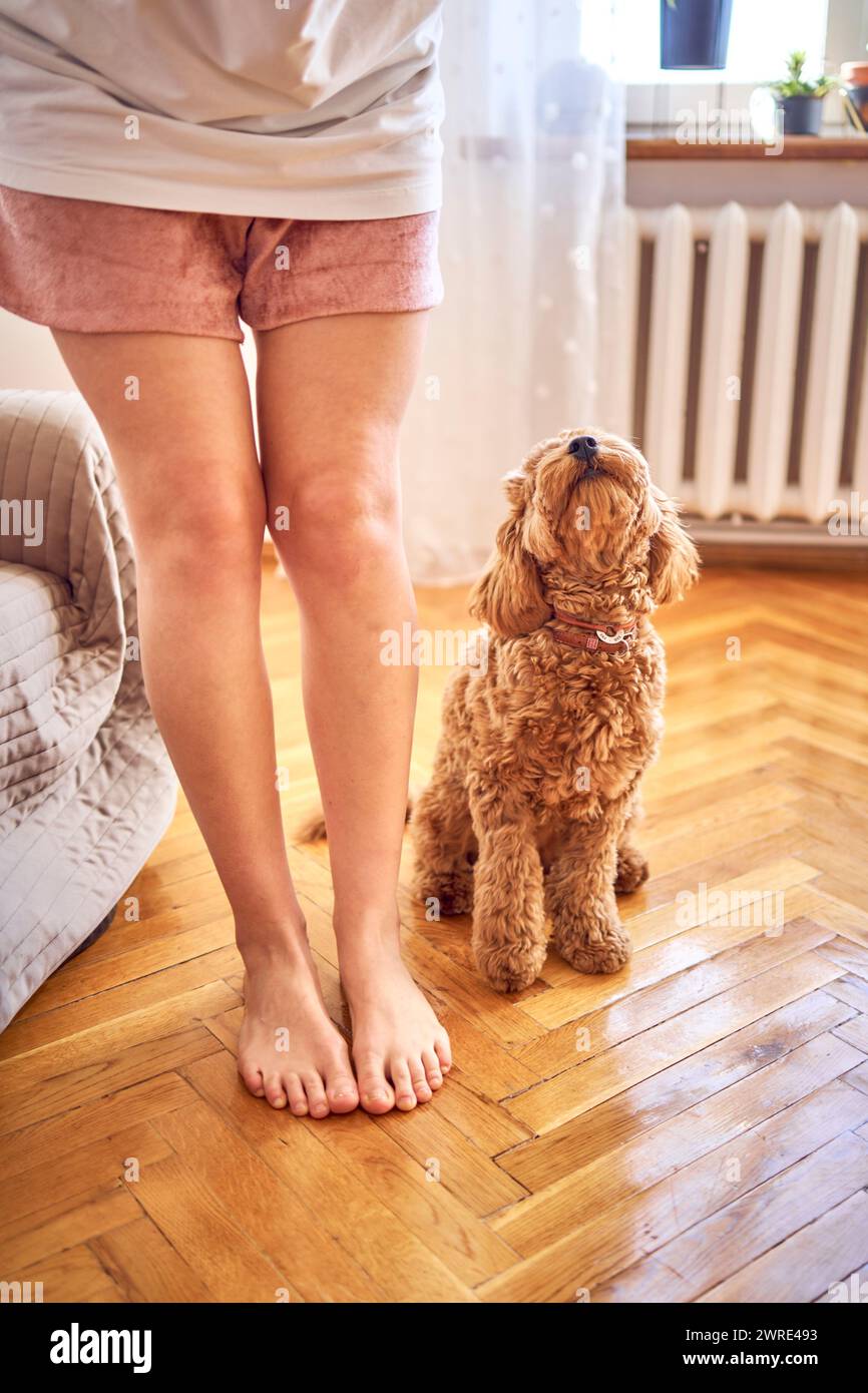 una giovane donna allena il suo cockapoo Foto Stock