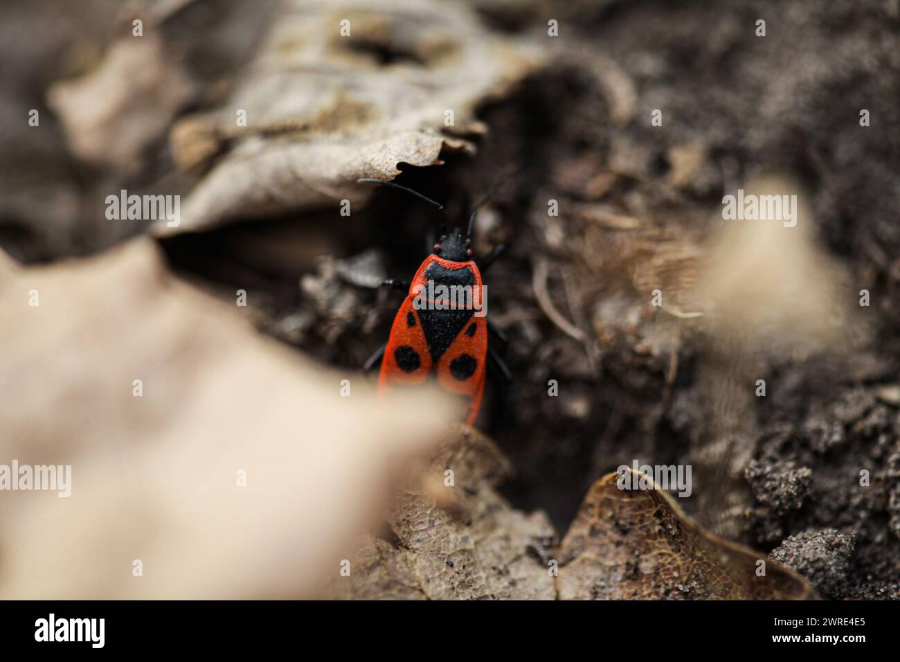 Firebug, Pyrrhocoris apterus, è un insetto comune della famiglia Pyrrhocoridae. Foto di alta qualità Foto Stock