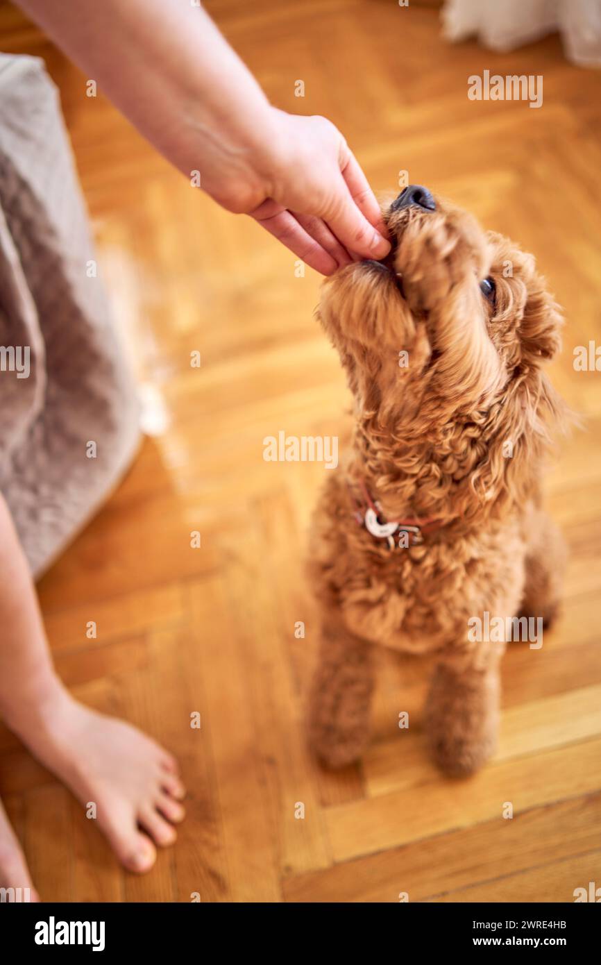 un cockapoo mangia una delizia da vicino Foto Stock