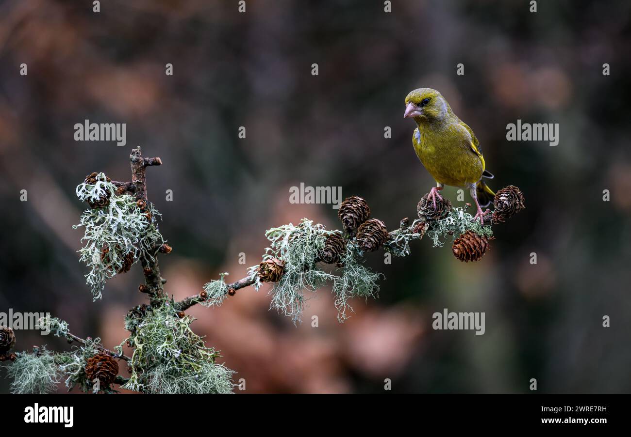 Un verdaino arroccato su un ramo d'albero ricoperto di licheni con coni di pino Foto Stock