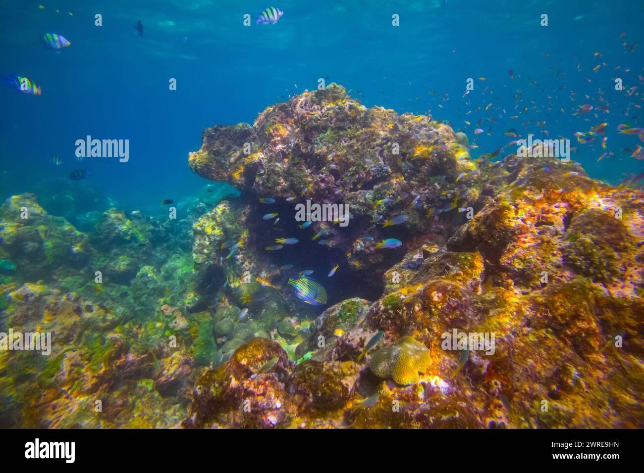 Vari pesci tropicali abudefduf si nutrono nelle calde acque di unser dell'oceano tra i coralli. Scuola di pappagalli che riproducono e nutrono acque poco profonde, shoa Foto Stock