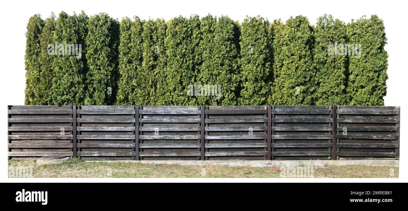 Una siepe verde di conifere cresce dietro una recinzione di legno. Isolato su bianco Foto Stock
