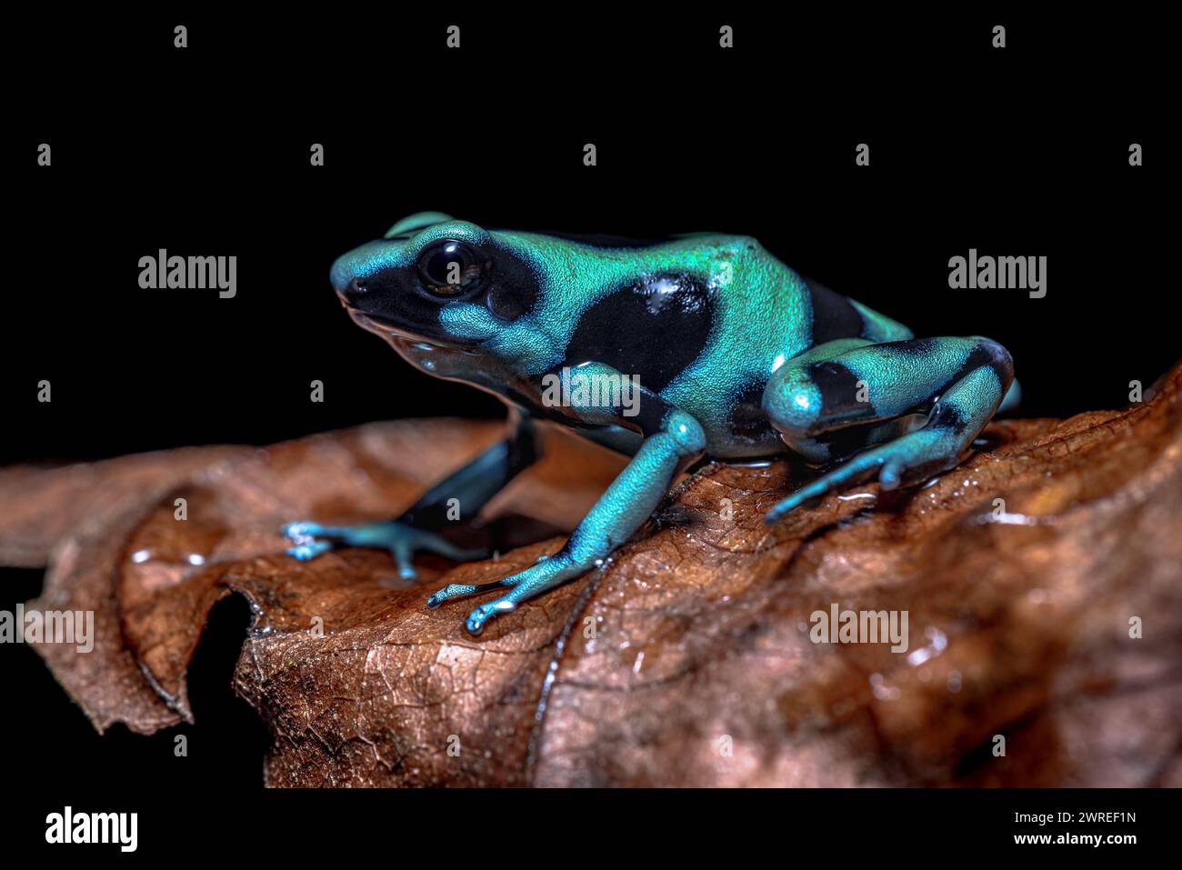 La rana velenosa verde e nera (Dendrobates auratus) è originaria dell'America centrale meridionale. E una delle rane velenose più variabili del colon Foto Stock