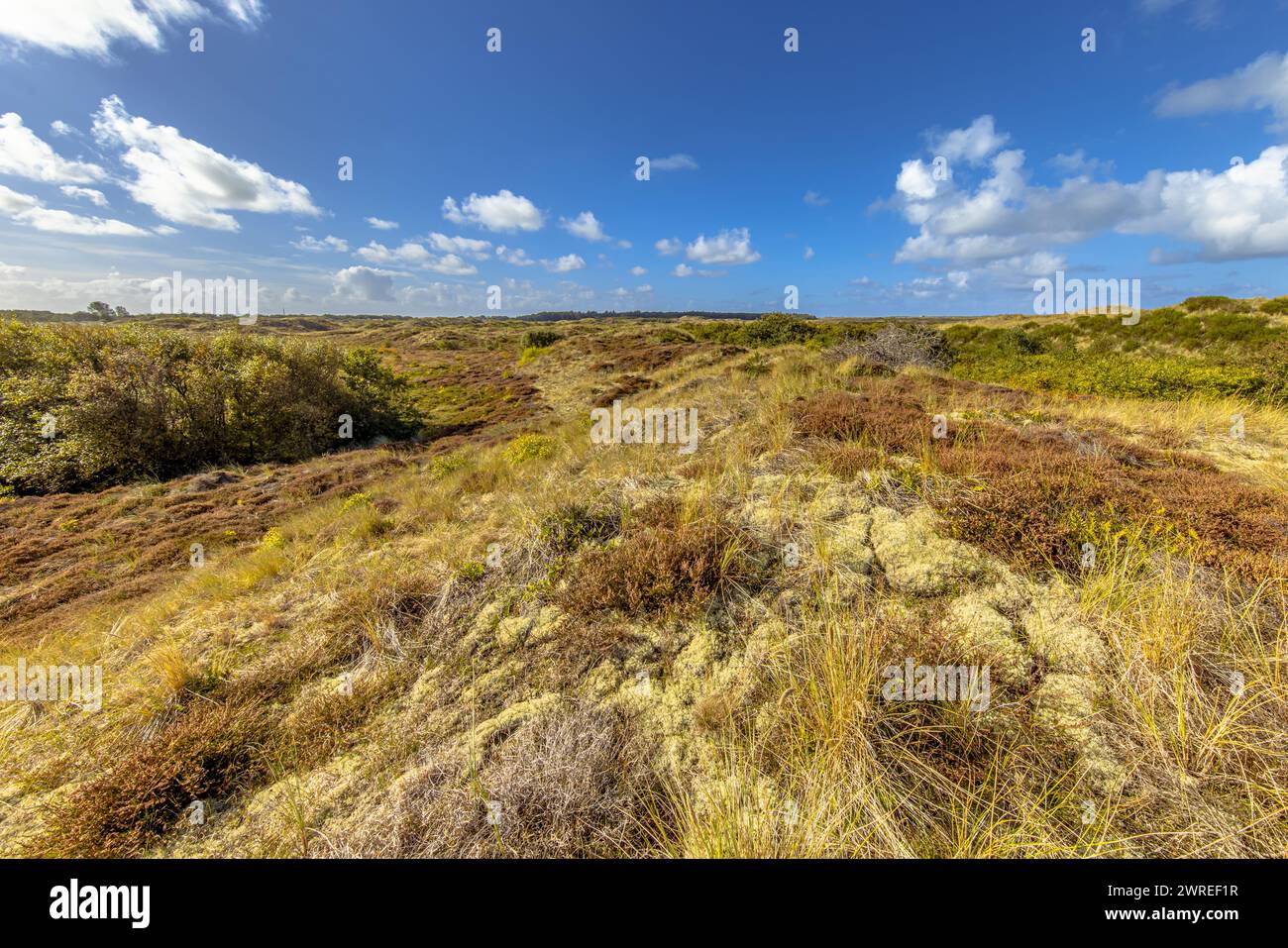 Vegetazione di dune sull'isola di Terschelling Wadden Barrier. Scenario paesaggistico della natura in Europa. Foto Stock