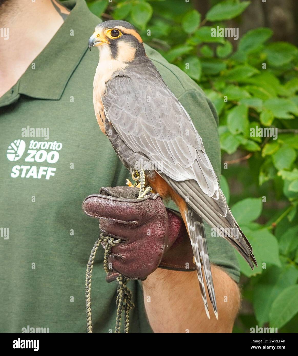 Un falco aplomado con un responsabile allo zoo di Toronto in Ontario, Canada Foto Stock