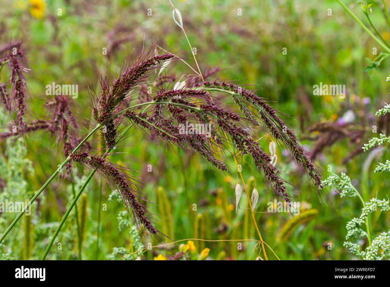 Nel campo, come erbacce tra le colture agricole crescono Echinochloa crus-galli. Foto Stock