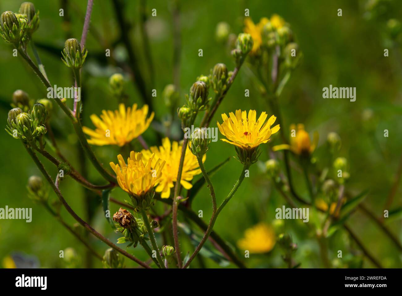 Ruvida Hawksbeard Crepis biennis pianta che fiorisce in un prato. Foto Stock