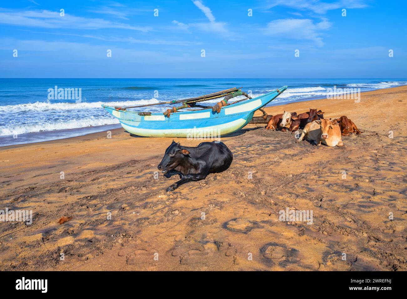 Barca da pesca e mucche tranquillamente sdraiate sulla spiaggia, oceano Indiano sullo sfondo, Sri Lanka, Waskaduwa. Foto Stock