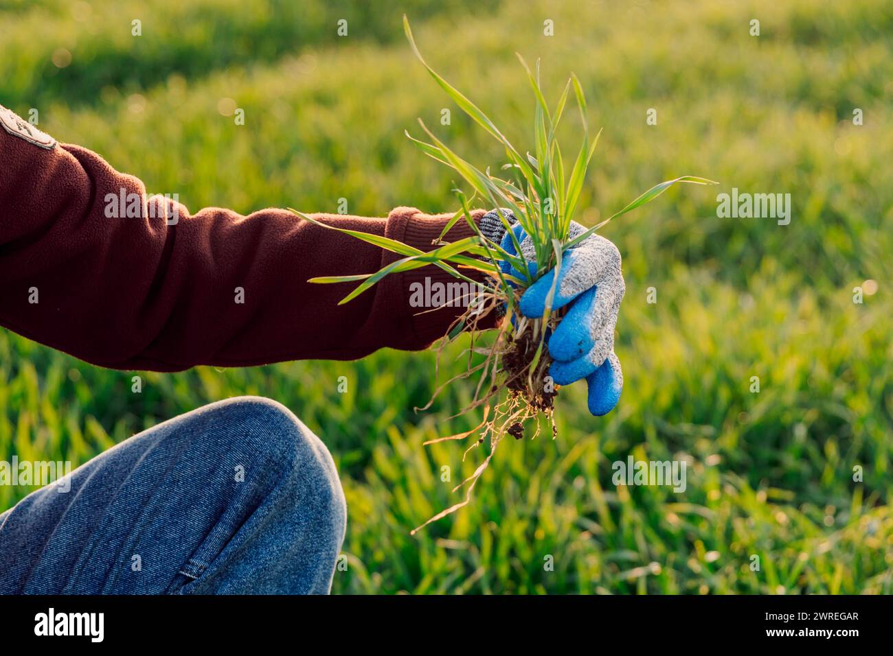 Mano di un agricoltore esperto con germogli di grano sul campo al tramonto. Concetto aziendale o ecologico. Foto Stock