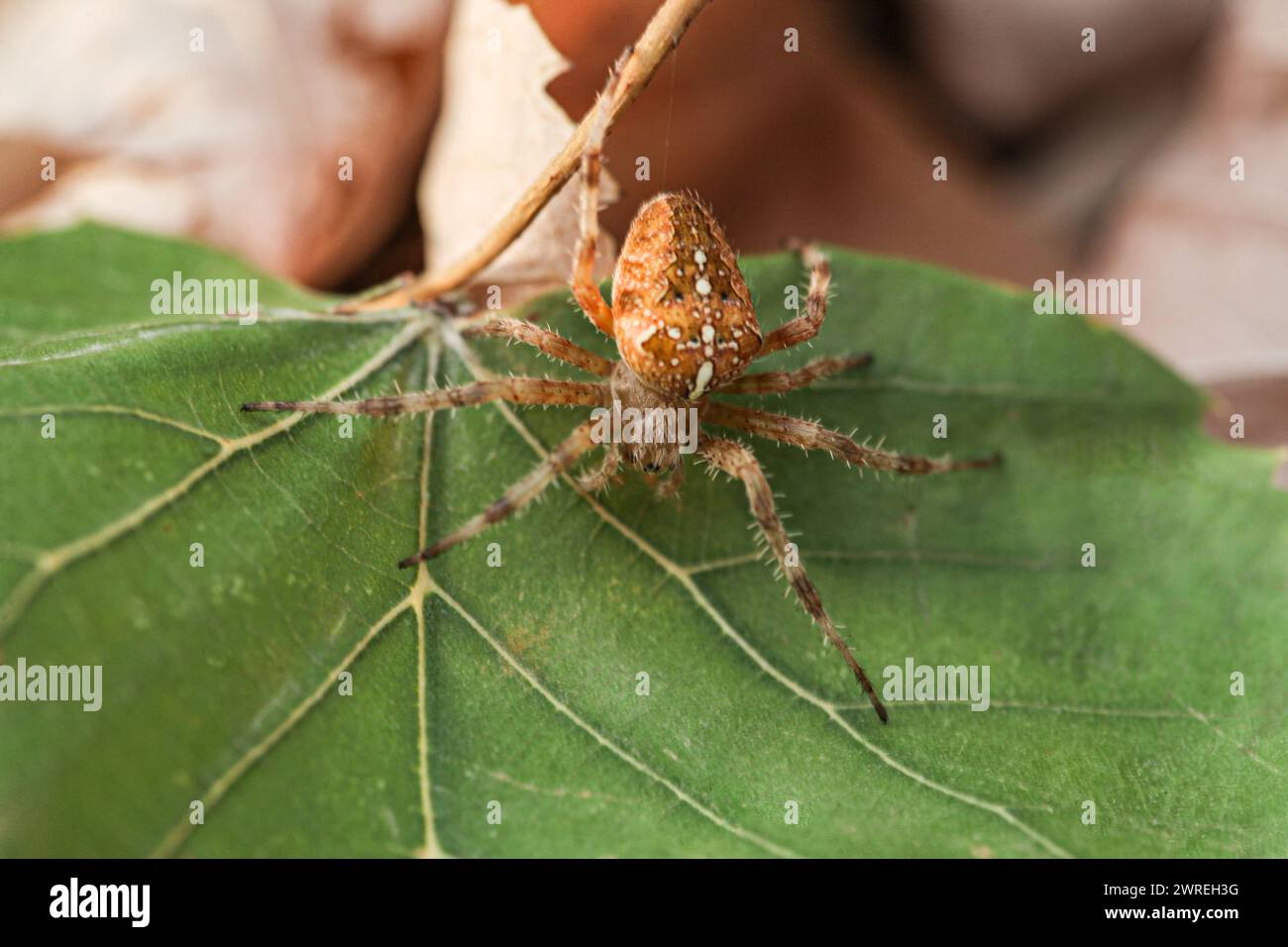 Un ragno catturato in un giorno d'autunno su una foglia verde, la sua specie è chiamata araneus diadematus. Foto di alta qualità Foto Stock