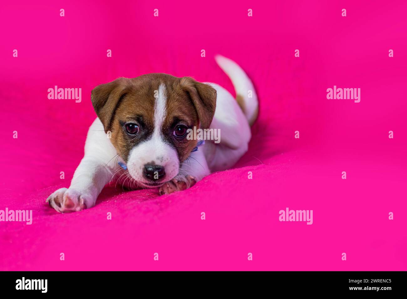 Piccolo cucciolo Jack Russell terrier seduto vicino a uno sfondo rosa brillante Foto Stock