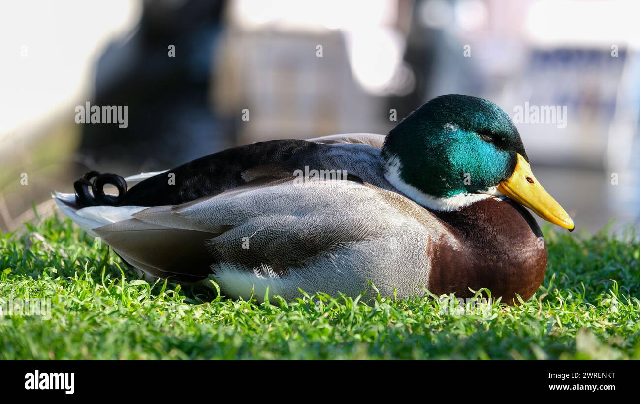 Primo piano: Testa verde anatra con sfondo sfocato. Fotografia di ritratto dell'anatra degli uccelli. Foto Stock