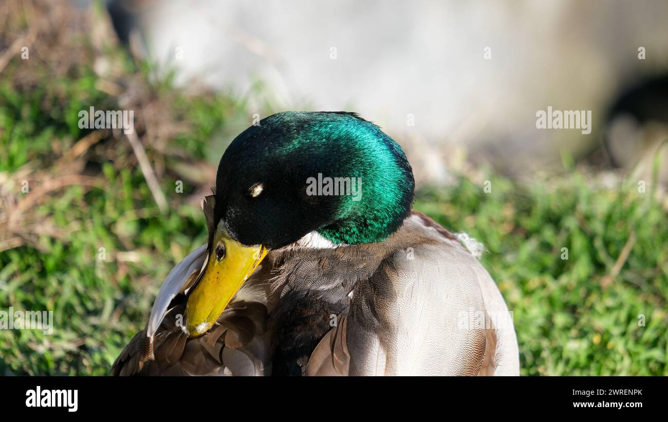 Primo piano: Testa verde anatra con sfondo sfocato. Fotografia di ritratto dell'anatra degli uccelli. Foto Stock