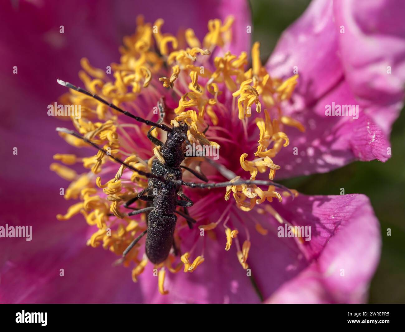 Due coleotteri Cerambyx scopolii si accoppiano sulle stami gialle di una peonia rosa, catturando un vivido momento di riproduzione degli insetti e di ecologia floreale. Foto Stock