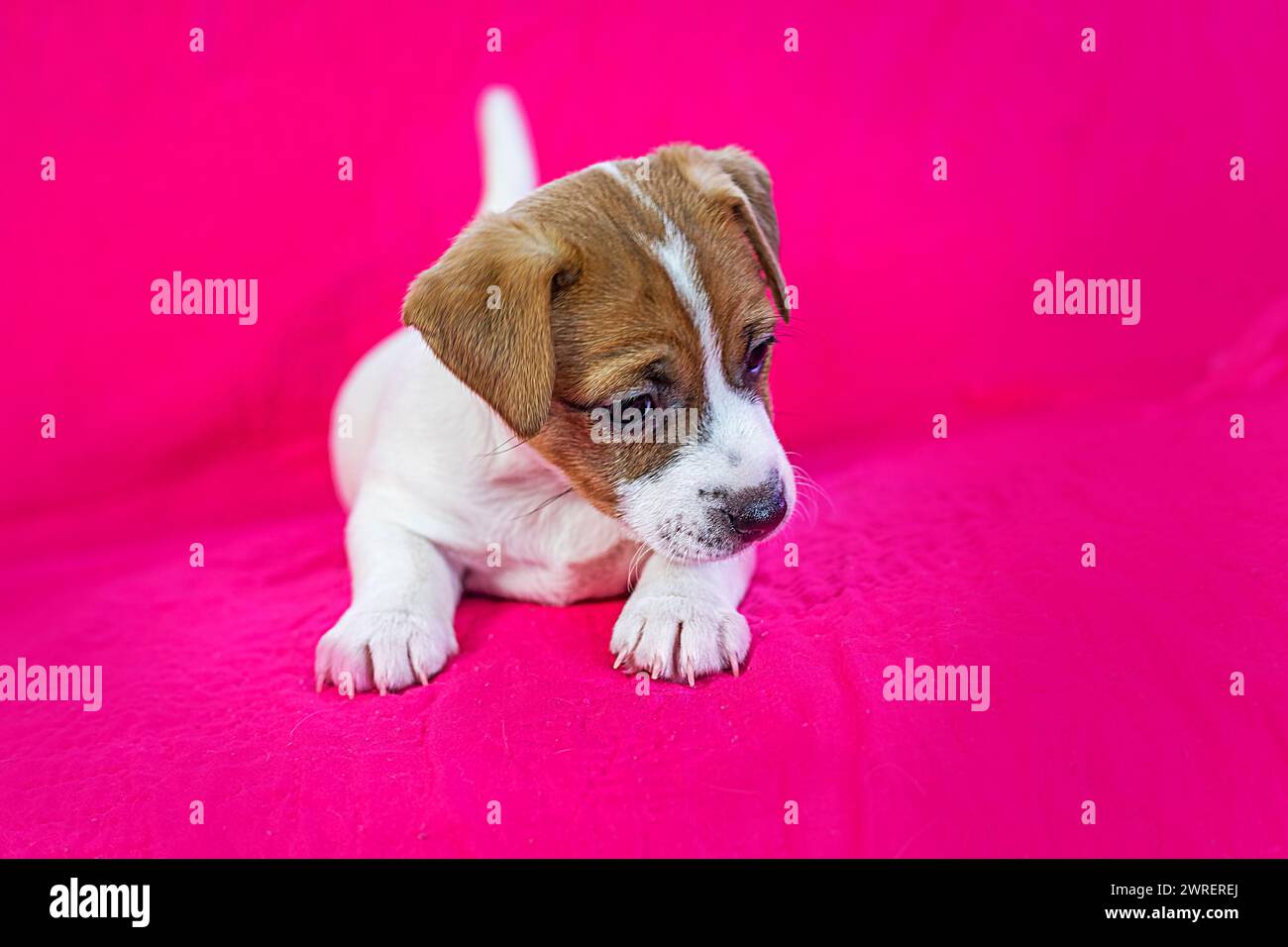 Il piccolo cucciolo Jack Russell terrier giace su uno sfondo rosa brillante Foto Stock