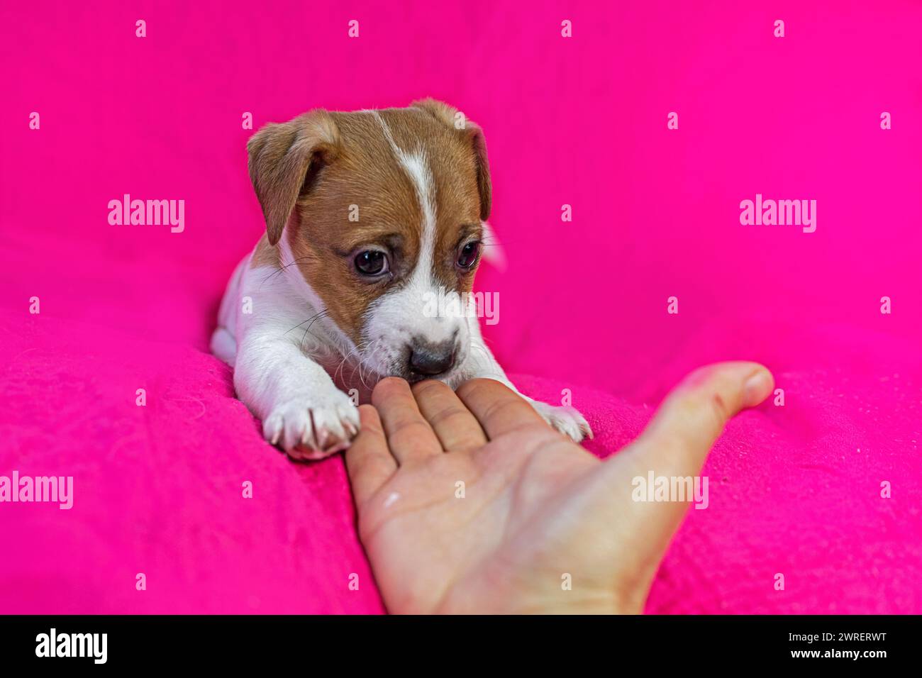 Allunga la mano per incontrare il cucciolo Little Jack Russell Terrier. Cura e cura dei cuccioli Foto Stock