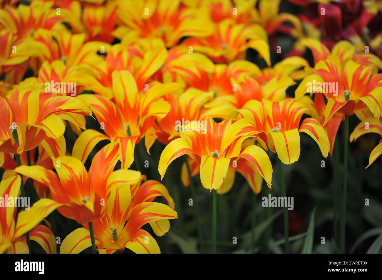 Tulipani rossi e gialli fioriti in giglio (Tulipa) le ali di fuoco fioriscono dentro Un giardino nel mese di aprile Foto Stock