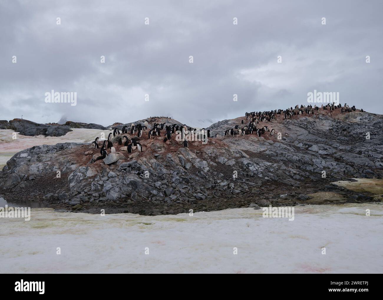 Pinguino Adélie (Pygoscelis adeliae), isola Yalour, penisola antartica, gennaio 2024 Foto Stock