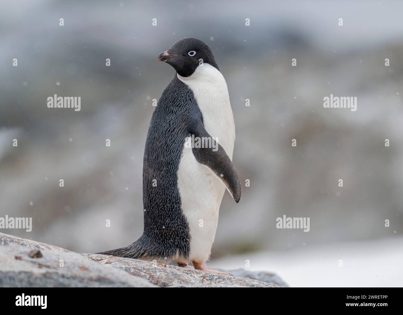Pinguino Adélie (Pygoscelis adeliae), nella neve, isola Yalour, penisola antartica, gennaio 2024 Foto Stock