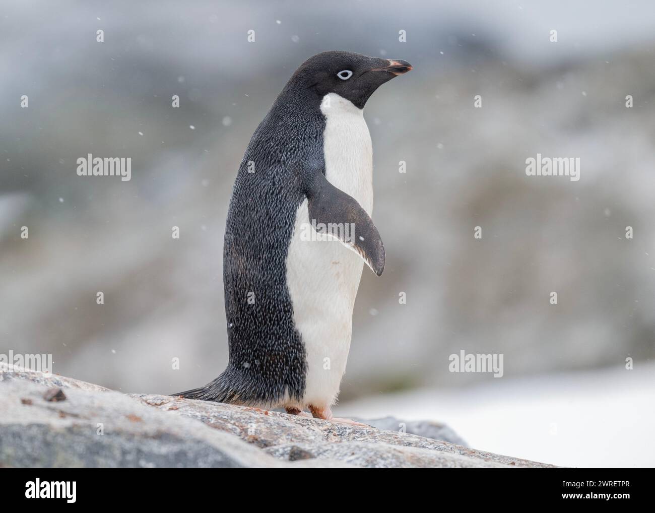 Pinguino Adélie (Pygoscelis adeliae), nella neve, isola Yalour, penisola antartica, gennaio 2024 Foto Stock