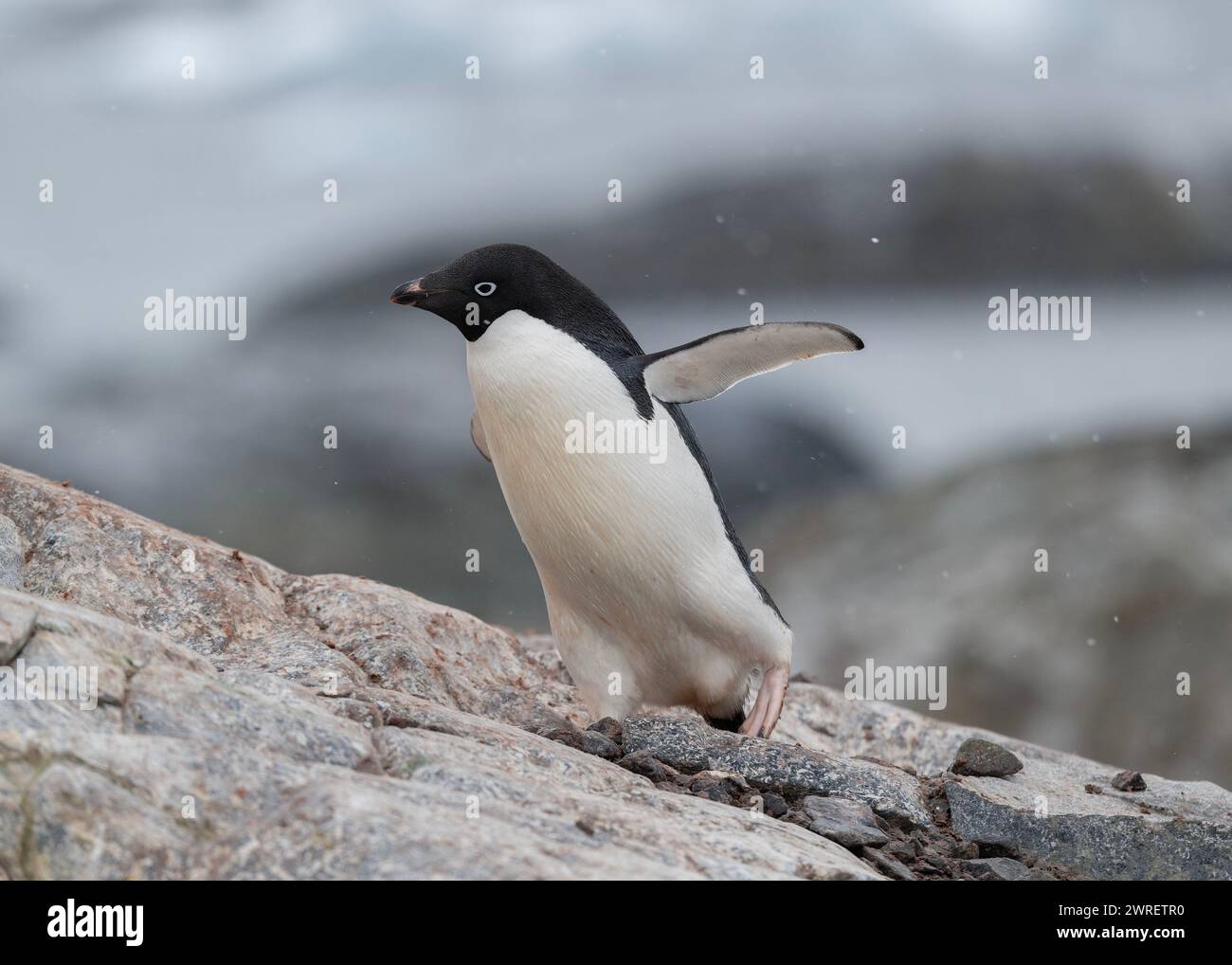 Pinguino Adélie (Pygoscelis adeliae), nella neve, isola Yalour, penisola antartica, gennaio 2024 Foto Stock