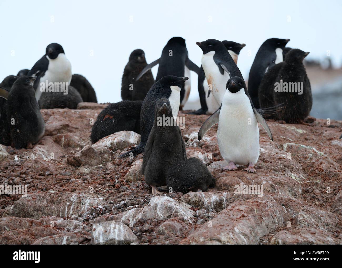 Pinguino Adélie (Pygoscelis adeliae), gruppo di adulti e giovani, Yalour Island, Antartico Peninsulare, gennaio 2024 Foto Stock