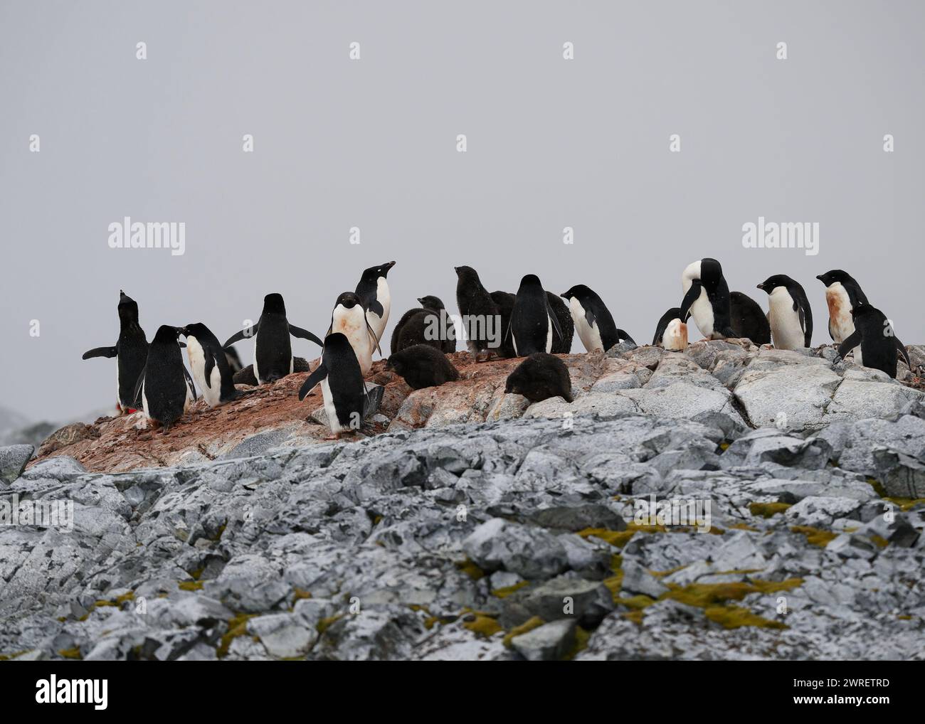 Pinguino Adélie (Pygoscelis adeliae), isola Yalour, penisola antartica, gennaio 2024 Foto Stock