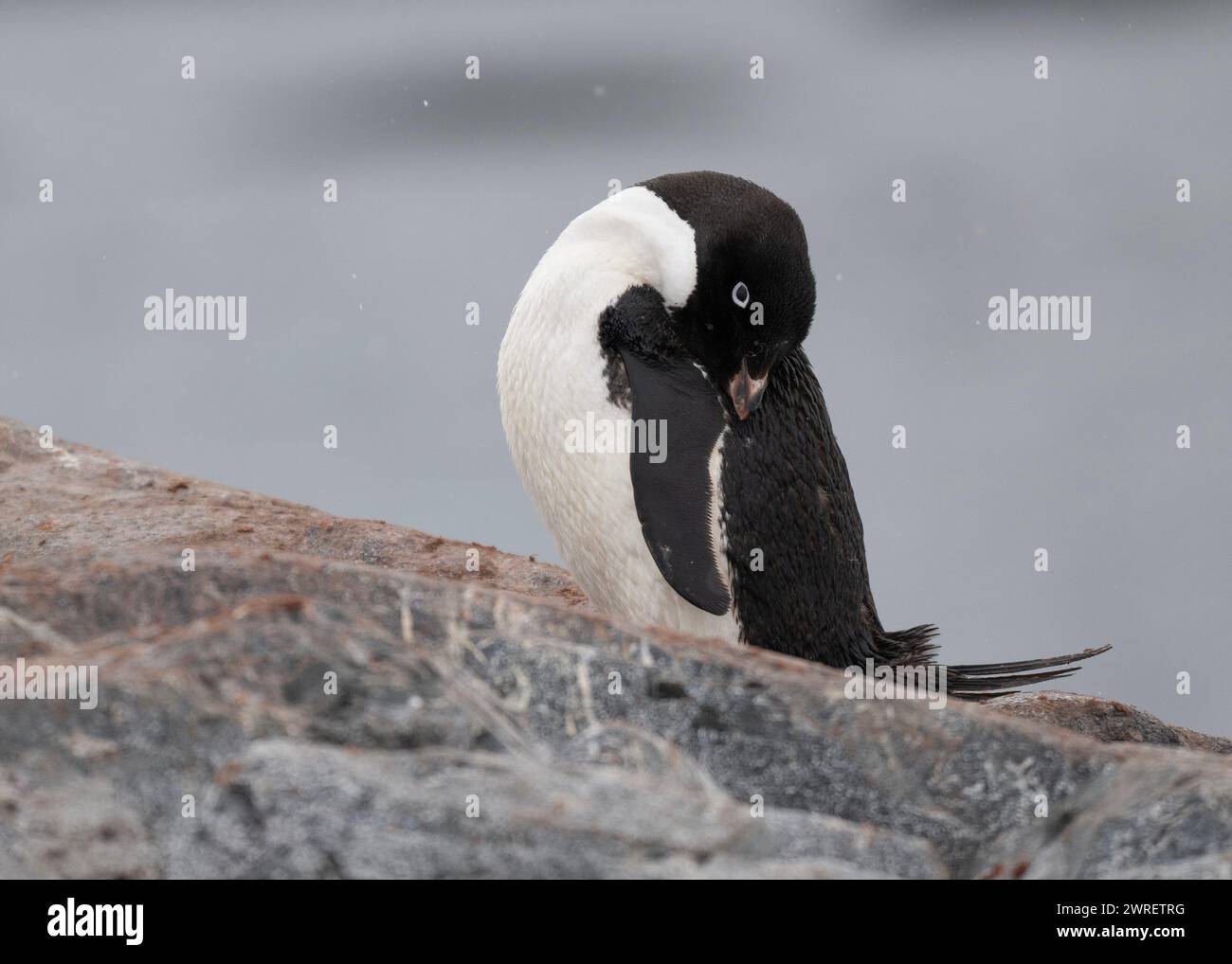 Pinguino Adélie (Pygoscelis adeliae), preening adulto, Yalour Island, Antartico Peninsulare, gennaio 2024 Foto Stock