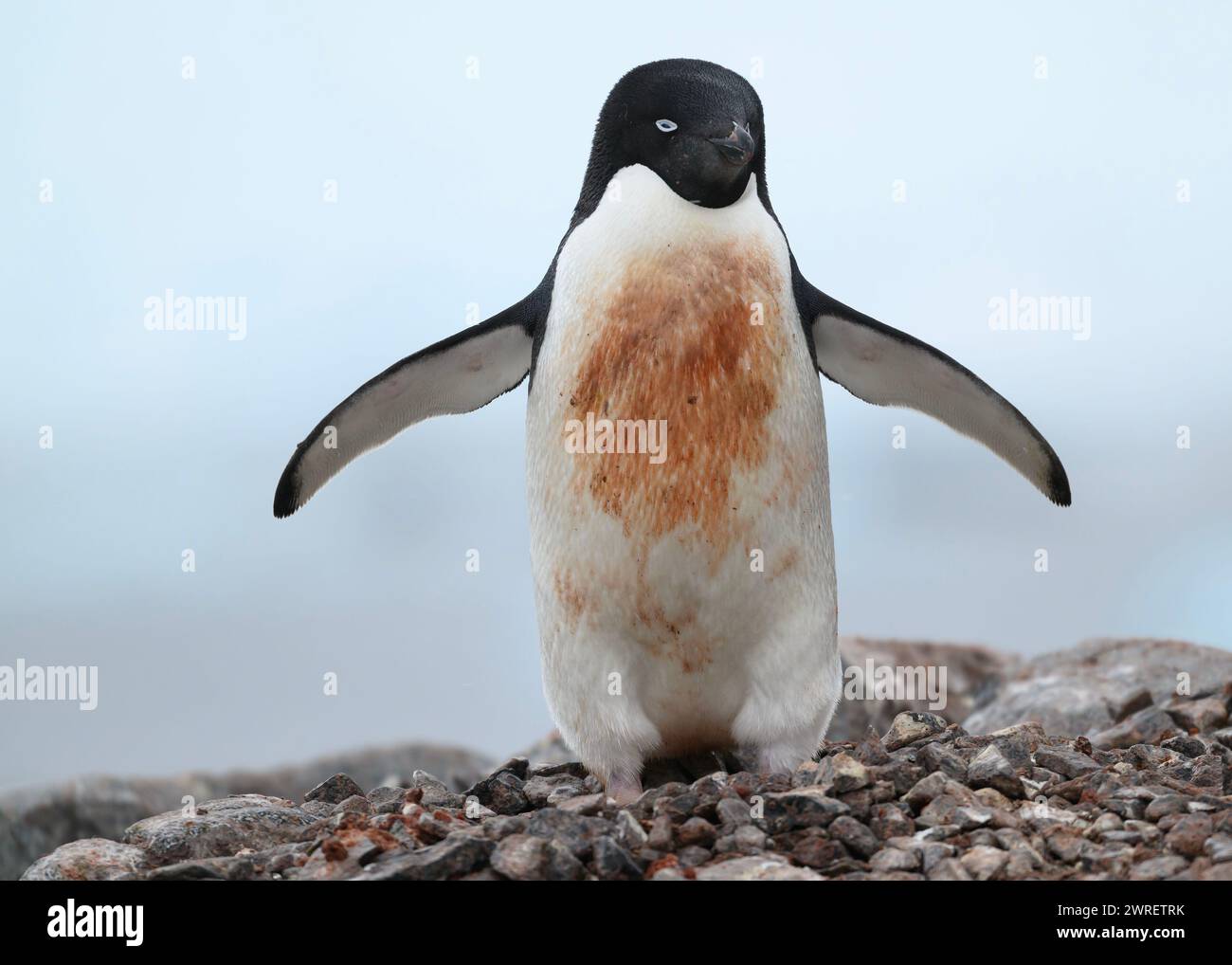 Pinguino Adélie (Pygoscelis adeliae), isola Yalour, penisola antartica, gennaio 2024 Foto Stock