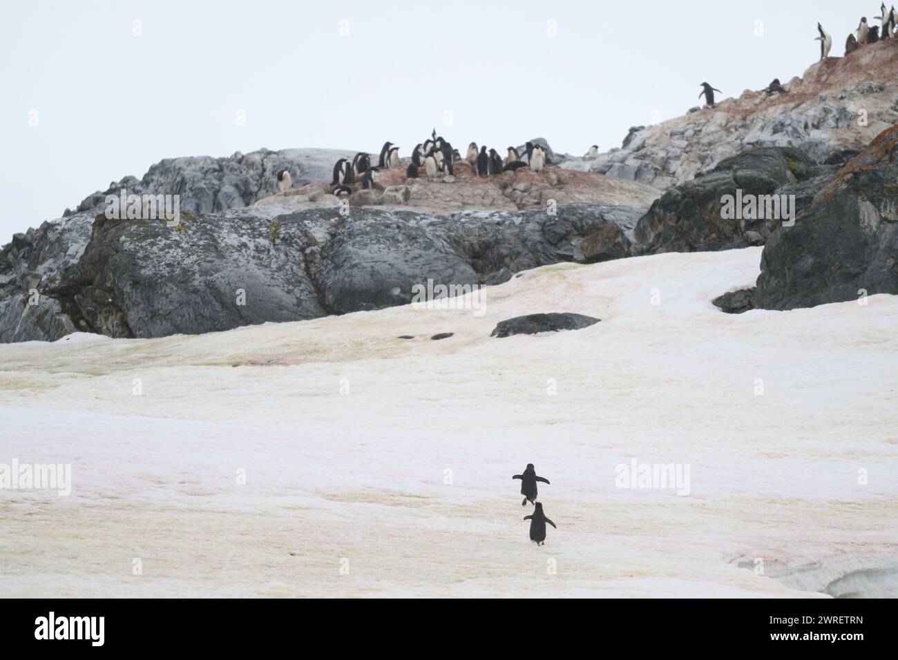 Pinguino Adélie (Pygoscelis adeliae), isola Yalour, penisola antartica, gennaio 2024 Foto Stock