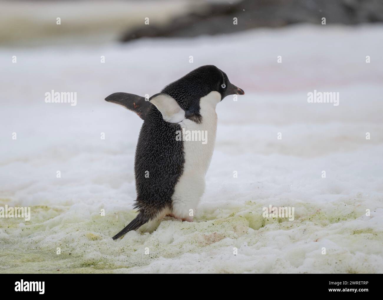 Pinguino Adélie (Pygoscelis adeliae), isola Yalour, penisola antartica, gennaio 2024 Foto Stock