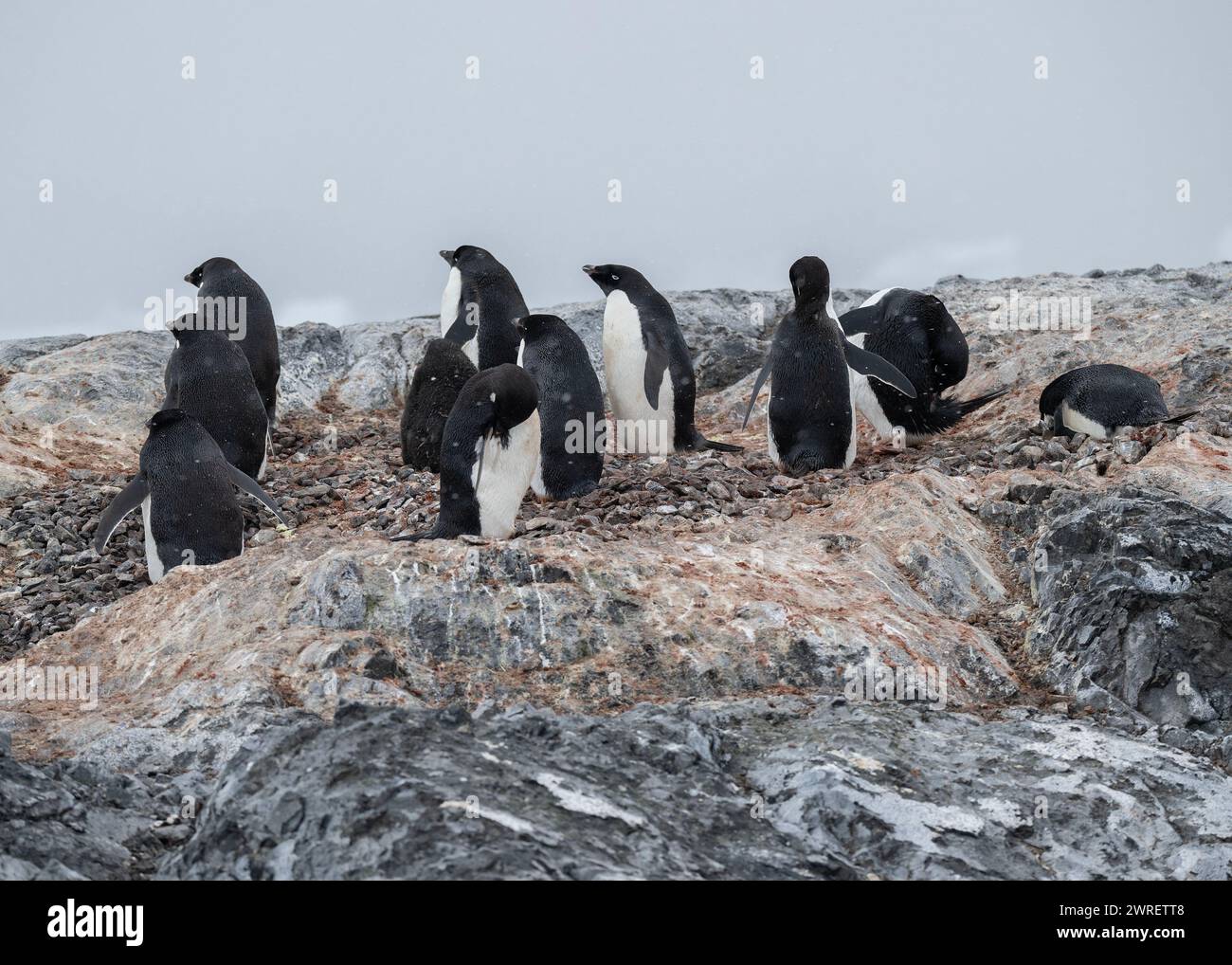 Pinguino Adélie (Pygoscelis adeliae), isola Yalour, penisola antartica, gennaio 2024 Foto Stock