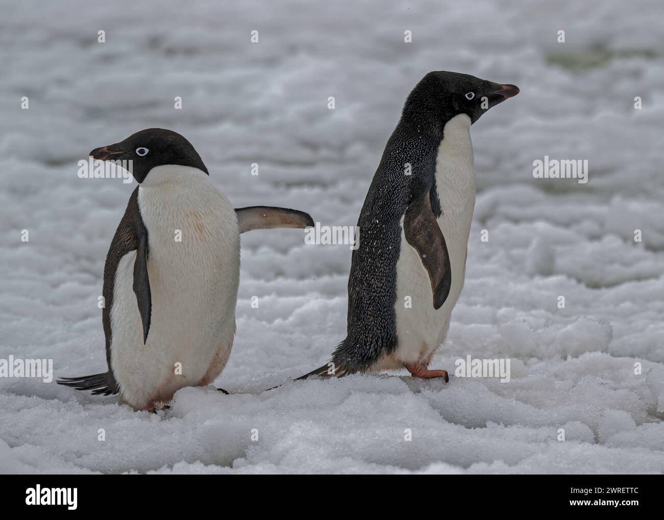Pinguino Adélie (Pygoscelis adeliae), attraversamento del campo innevato, isola Yalour, penisola antartica, gennaio 2024 Foto Stock