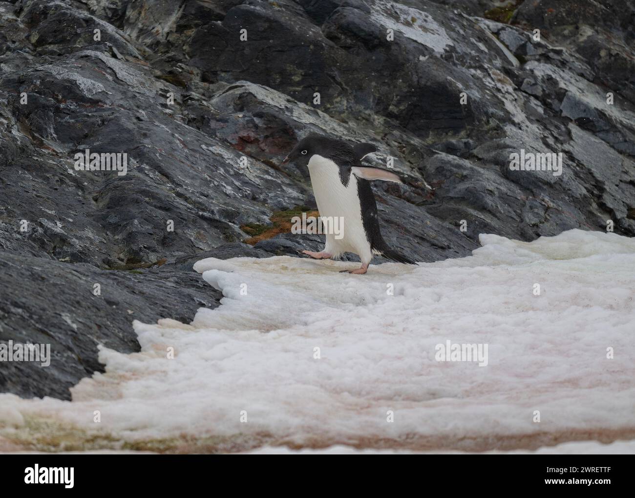 Pinguino Adélie (Pygoscelis adeliae), isola Yalour, penisola antartica, gennaio 2024 Foto Stock
