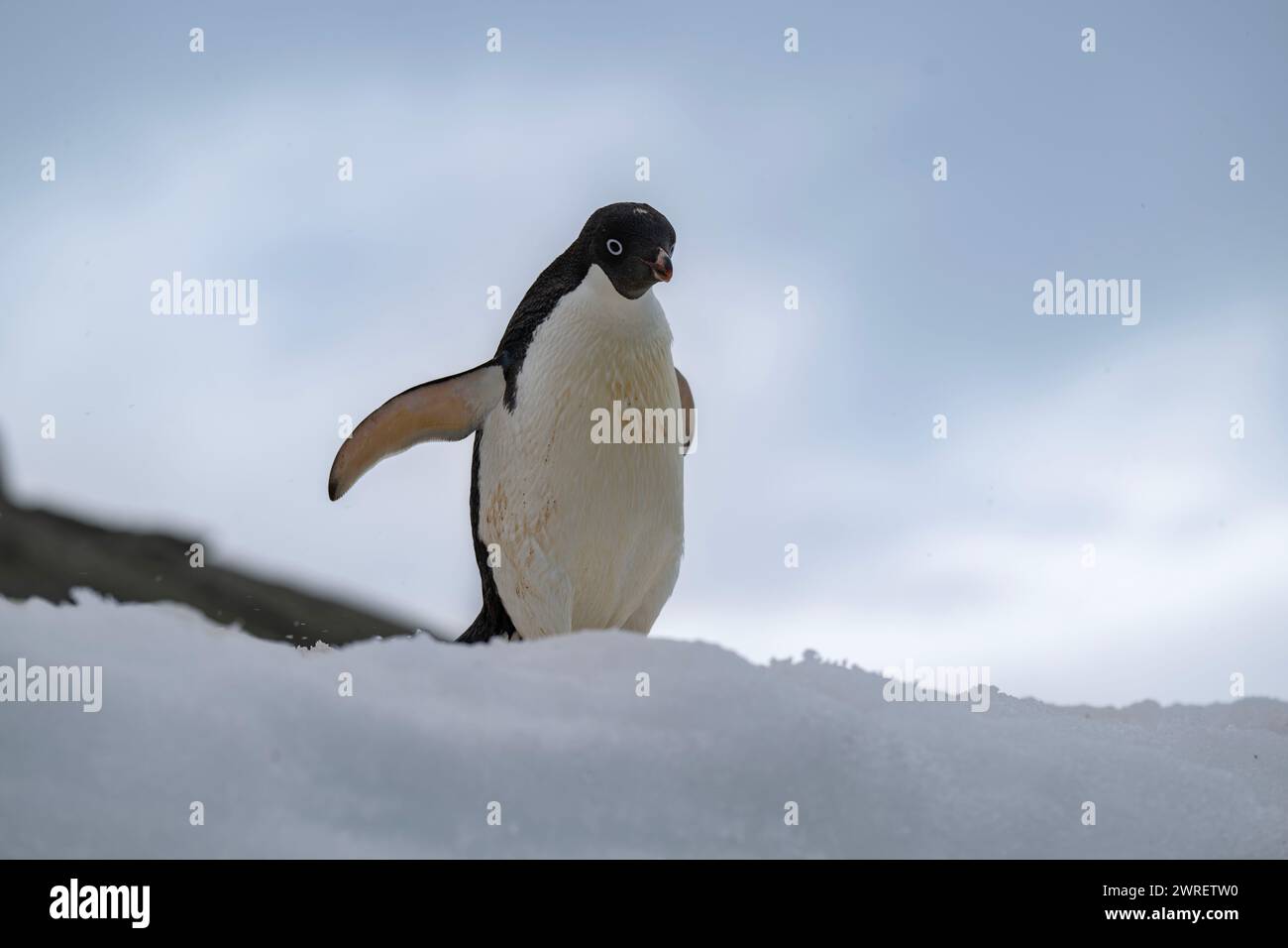 Pinguino Adélie (Pygoscelis adeliae), isola Yalour, penisola antartica, gennaio 2024 Foto Stock