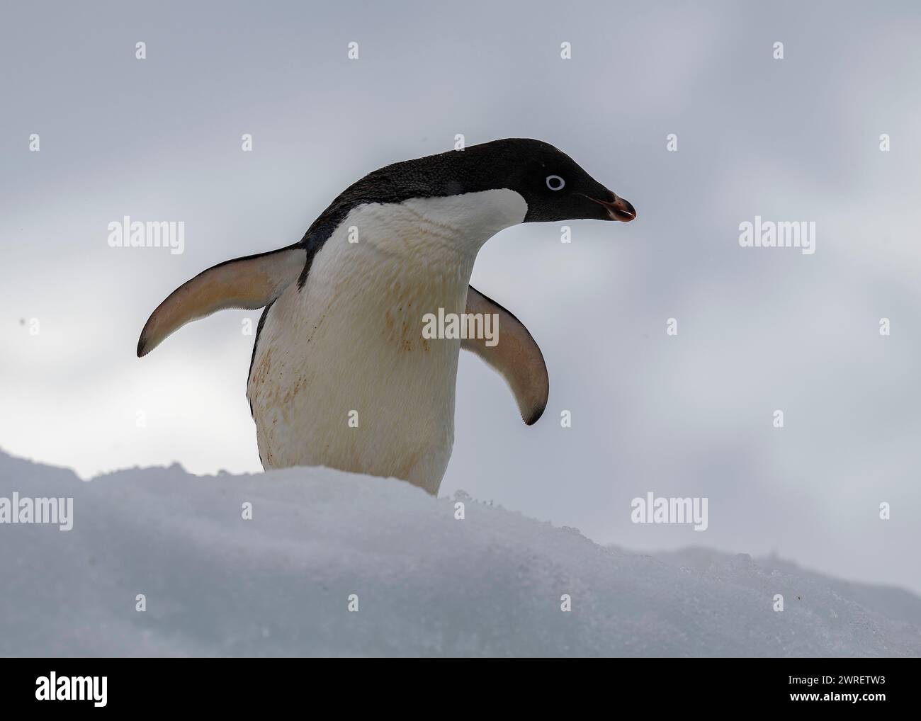 Pinguino Adélie (Pygoscelis adeliae), isola Yalour, penisola antartica, gennaio 2024 Foto Stock