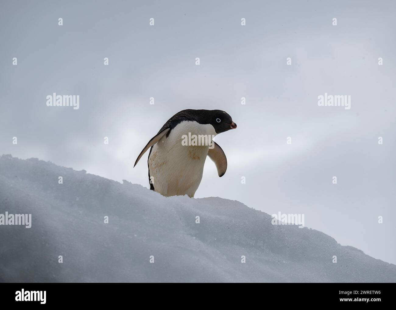 Pinguino Adélie (Pygoscelis adeliae), isola Yalour, penisola antartica, gennaio 2024 Foto Stock
